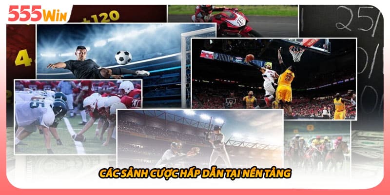 Các sảnh cược hấp dẫn tại nền tảng