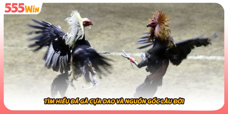 Tìm hiểu đá gà cựa dao và nguồn gốc lâu đời